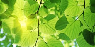 Ученые приблизились к созданию установки для искусственного фотосинтеза