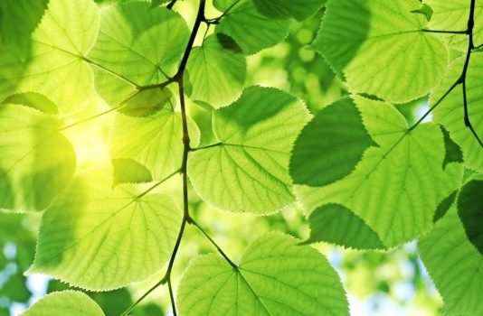 Ученые приблизились к созданию установки для искусственного фотосинтеза